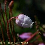 Phyllodoce caerulea Цвят