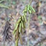 Indigofera hirsuta Hoja