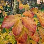 Parrotia subaequalis Hoja