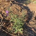 Solanum umbelliferum Flor