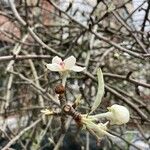 Pyrus salicifolia Flower