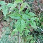 Rubus ursinusFolla