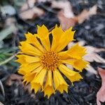 Coreopsis auriculata Flower