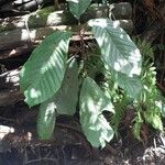 Macaranga corymbosa Hoja