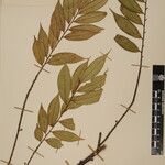 Eurya cerasifolia 其他