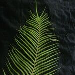 Pteris vittata Foglia