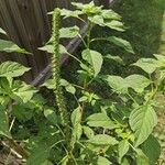 Amaranthus palmeri Leaf