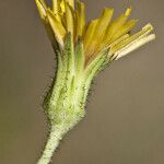 Hieracium scabrum Květ