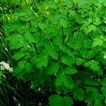 Thalictrum aquilegiifolium Leaf