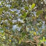 Ilex aquifoliumBlad