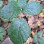 Rubus vestitusLeaf