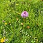 Traunsteinera globosa Flor