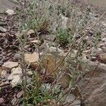 Artemisia genipi Flower