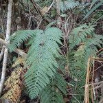 Polystichum ammifolium Frunză