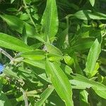 Commelina latifolia Blad