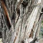 Juniperus monosperma Bark