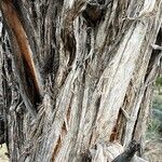 Juniperus monosperma Casca