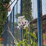 Dendrobium nobileFlower