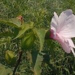 Hibiscus laevis Kvet