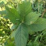 Triosteum perfoliatum 葉