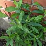 Artemisia suksdorfii Leaf