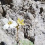 Saxifraga caesia Mbuma