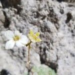 Saxifraga caesia Vili