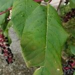 Phytolacca americana 葉