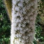 Echium simplex Blomst