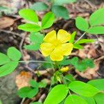 Oxalis frutescens Цвят