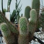 Haageocereus decumbens Celota