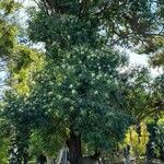 Eucalyptus botryoides Хабит