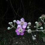 Rubus ulmifoliusफूल