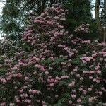 Rhododendron oreodoxa Habit