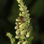 Teucrium scorodoniaFlor