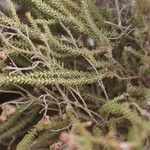 Erica galioides Hoja