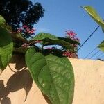 Clerodendrum umbellatum Leaf