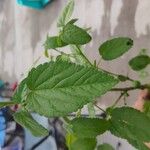 Sida spinosa Φύλλο