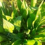 Plantago monospermaBlad