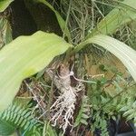 Catasetum macrocarpum Kvet