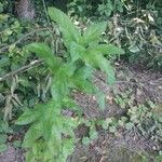 Epilobium hirsutumList