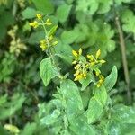 Hypericum hirsutum Blad