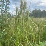 Andropogon bicornis Flower