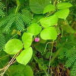 Leptospron adenanthum Συνήθη χαρακτηριστικά