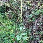 Verbascum thapsus Plante entière