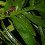 Monstera tenuis Leaf