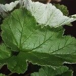 Pelargonium echinatum Hoja