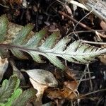 Athyrium niponicum 葉
