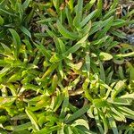 Carpobrotus acinaciformis Blad