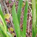 Iris foetidissima Blad